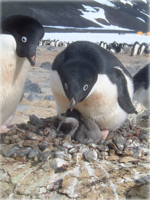 Adelie penguins at the nest