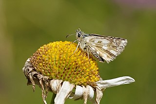 <span class="mw-page-title-main">Dusky grizzled skipper</span> Species of skipper butterfly genus Pyrgus