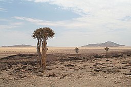 Aloe dichotoma