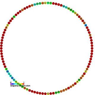 Small nucleolar RNA snR64