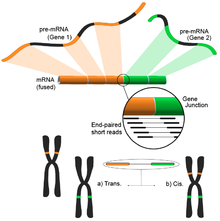 A gene fusion event and the behaviour of paired-end reads falling on both sides of the gene union. Gene fusions can occur in Trans, between genes on separate chromosomes, or in Cis, between two genes on the same chromosome. RNA-Seq-fusion-gene.png