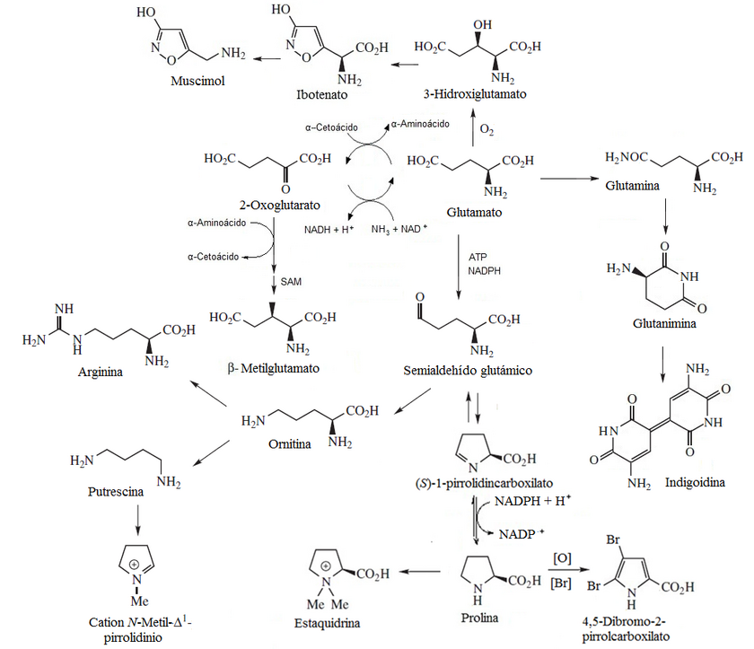 VIA DOS ALCALOIDES GLUTAMATE-ORNITHINE-PROLINE.png