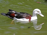 Shelduck, Radjah Tadorna radjah