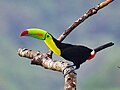 Rainbow-billed toucan.jpg
