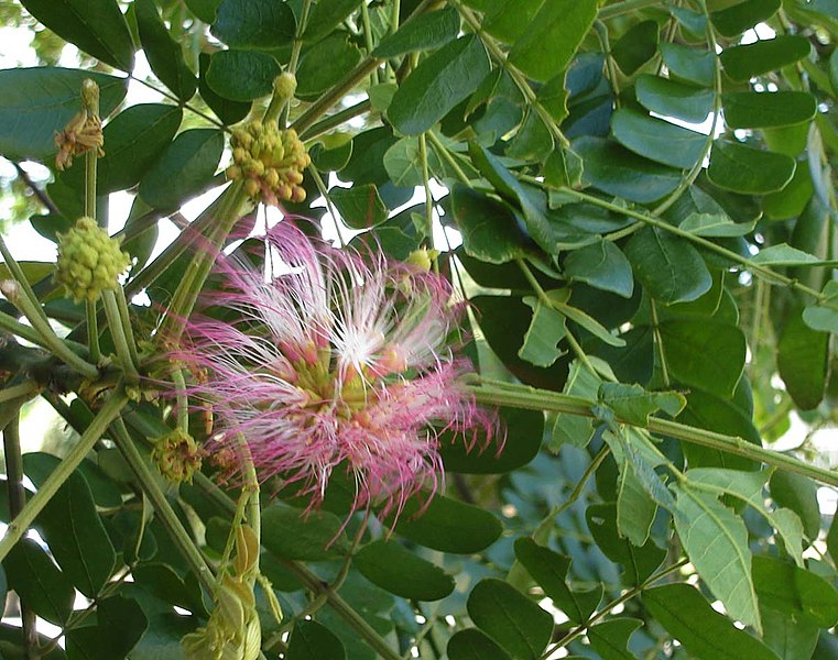 File:Raintree.jpg