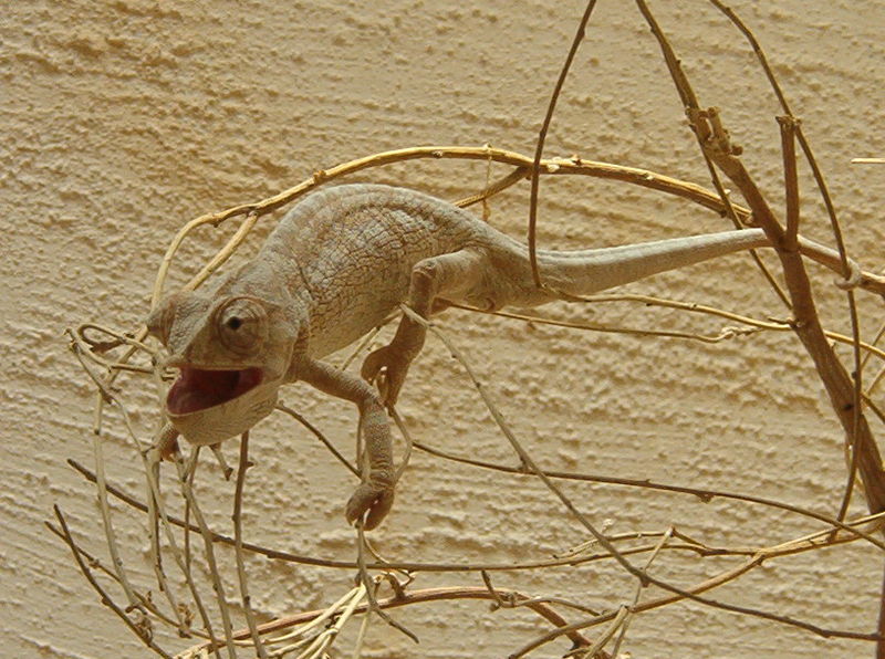 파일:Ramon Crater Chameleon.Jpg - 위키백과, 우리 모두의 백과사전