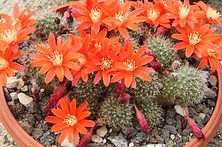 <i>Rebutia fiebrigii</i> Species of cactus