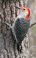 Carolinian woodpecker (Melanerpes carolinus) ♂