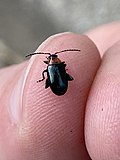 Red-headed flea beetle; Systena frontalis.jpg