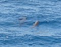 Kaapse dolfijn