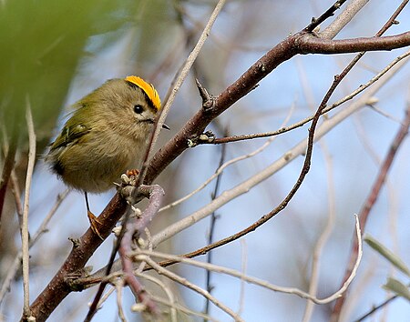 Tập_tin:Regulus_regulus_-Vendee,_France-8.jpg