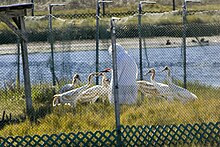 Feeding of juvenile whooping cranes. Reintroduction at Chassahowitzka National Wildlife Refuge (6923642975).jpg