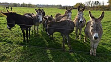 Donkeys in Oude Weerd Rekem Oude Weerd 14-11-2020 11-44-19.jpg