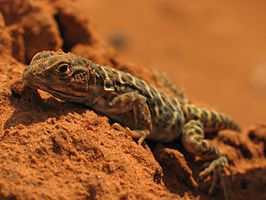 Crotaphytidae: Naam en indeling, Verspreiding en habitat, Levenswijze