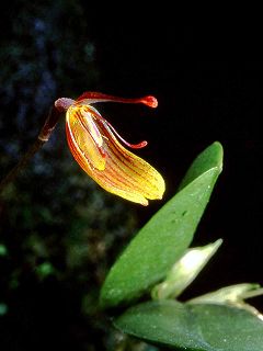 <i>Restrepia aspasicensium</i> Species of orchid