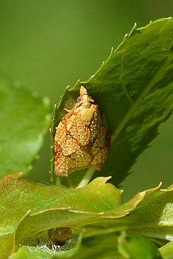 Reticulated Fruitworm Moth (Cenopis reticulatana)