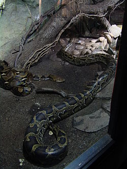 Tinklinis pitonas (Python reticulatus)