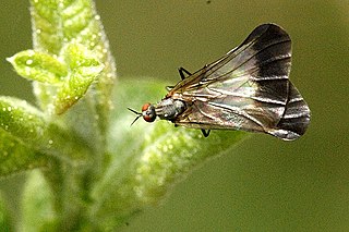 <i>Rhamphomyia</i> Genus of flies