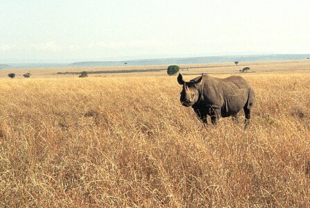 Nosorożec czarny, Masai Mara