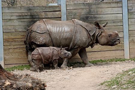 Fail:Rhinoceros_unicornis_-Buffalo_Zoo-8.jpg