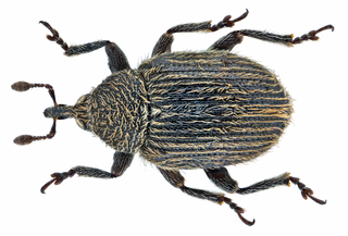 <i>Gymnetron antirrhini</i> Species of beetle