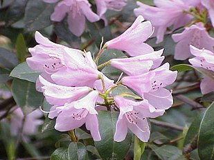 <center>Rhododendron aechmophyllum</center>