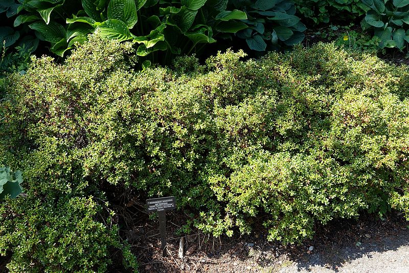 File:Rhododendron keleticum (Rhododendron calostrotum subsp. keleticum) - VanDusen Botanical Garden - Vancouver, BC - DSC06803.jpg