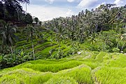 Uma ring Tegalalang, Gianyar