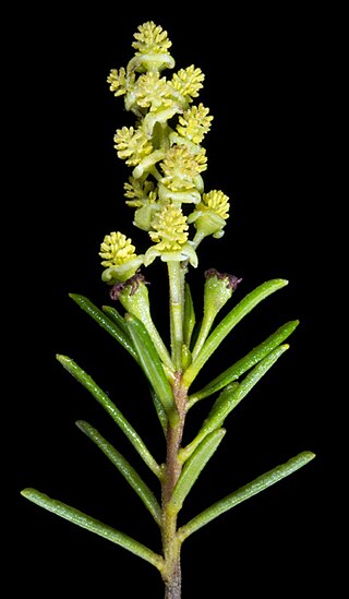 <i>Ricinocarpos muricatus</i> Species of shrub