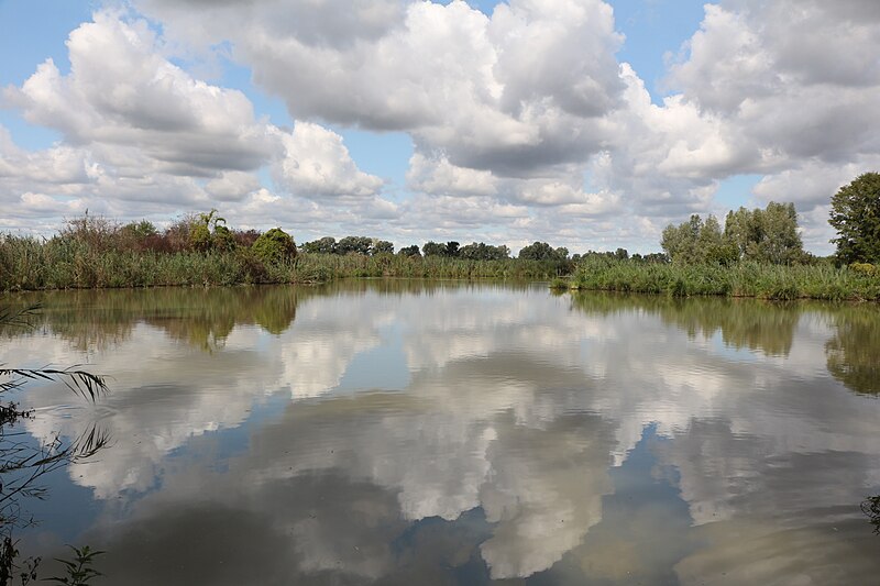 File:Riserva naturale paludi di Ostiglia in estate.jpg