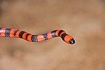 Thumbnail for Roatan coral snake