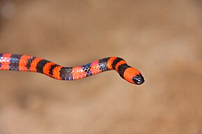 Descripción de la imagen Serpiente coralina de Roatán (Micrurus ruatanus) .jpg.