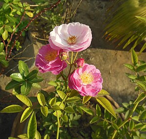 Botanica Rosa: Etimologia, Tipi di rose, Metodi di coltivazione