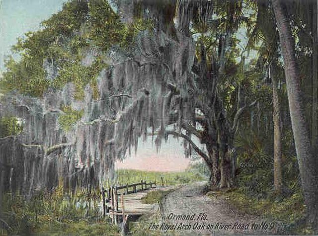 Royal Arch Oak in c. 1905