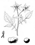 Vignette pour Solanum stoloniferum