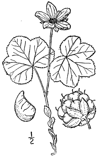 File:Rubus chamaemorus L. - cloudberry 02.png