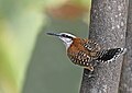 Rufous-backed Wren.jpg