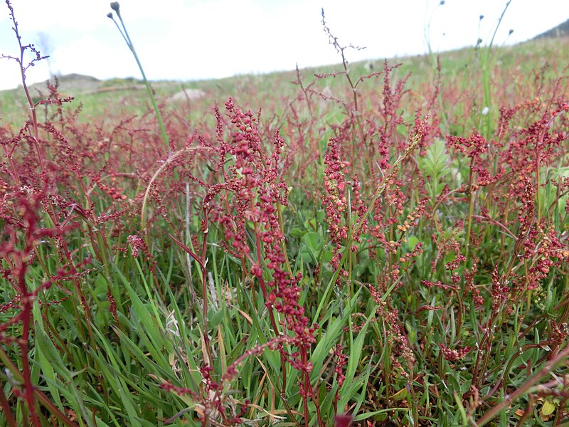 File:Rumex acetosella (1).jpg