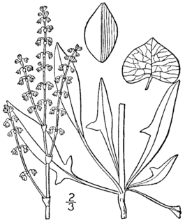 <i>Rumex hastatulus</i> Species of flowering plant