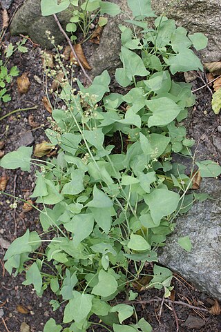 <i>Rumex scutatus</i> Species of herb