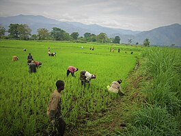 South Kivu