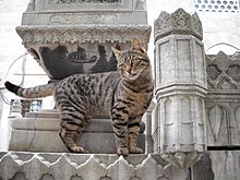 Street cats in the city Suleymaniye Camii Haziresi'nde bir kedi.jpg