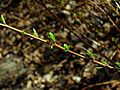 Spiraea latifolia - Botanischer Garten Leipzig