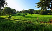 Thumbnail for Rice production in the Philippines