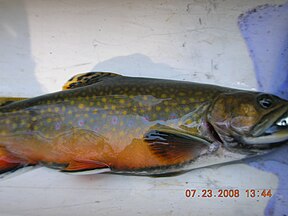 Brook trout