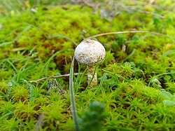 Hiline luiteseen Tulostoma brumale