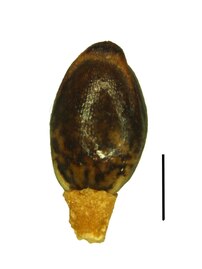 Nutlet (the black scale bar represents 1 mm)