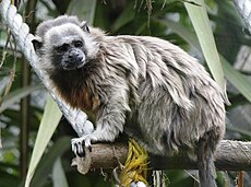 Saguinus leucopus.JPG