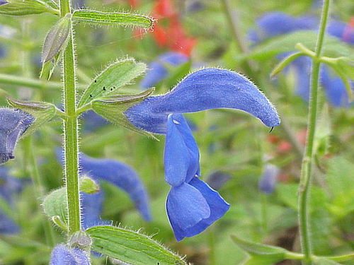 Salvia patens2.jpg