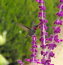 Kolibřík v letu saje nektar z fialově kvetoucí rostliny